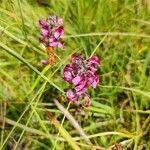 Pedicularis cenisia Flower