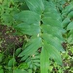 Polygonatum × hybridum ഇല