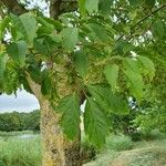 Acer cissifolium Blad