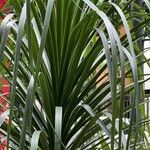 Cordyline indivisa Levél