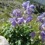 Aquilegia alpina Květ