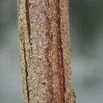Gossypium arboreum چھال
