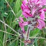 Pedicularis cenisia Flower