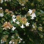 Abelia x grandiflora 花