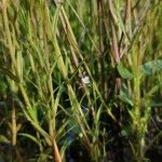 Veronica scutellata Habitat