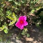 Cistus crispusFiore