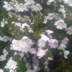 Prostanthera cuneata Flower