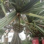 Pandanus utilis Owoc