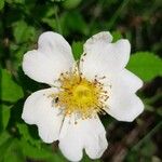 Rosa arvensis Blomst