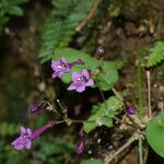 Didymocarpus cinereus Hábito