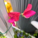 Lathyrus odoratusᱵᱟᱦᱟ