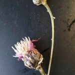 Centaurea deusta 花