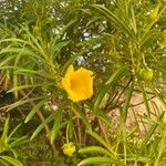 Cascabela thevetia Blomma