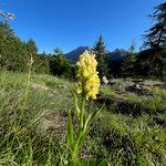 Dactylorhiza sambucina عادت داشتن