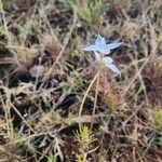 Conostomium quadrangulare Blomma