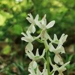 Orchis provincialis Flor