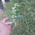 Ichnocarpus frutescens Квітка