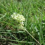 Asclepias stenophylla Fiore