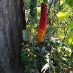 Amorphophallus paeoniifolius Fruit