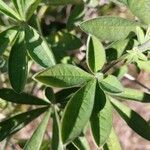 Crotalaria grahamiana Blad