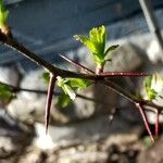 Crataegus marshallii Leaf