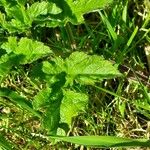 Heracleum sphondyliumЛисток