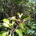 Hymenodictyon glabrum Hoja