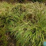 Carex morrowii आदत