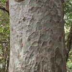 Pinus bungeana Bark