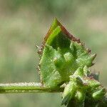 Atriplex prostrata Fruit