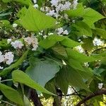 Catalpa speciosa Листок