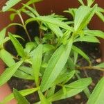 Tagetes lucida Leaf