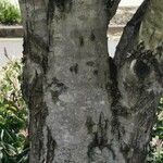 Peltophorum pterocarpum 樹皮