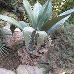 Agave salmiana 整株植物