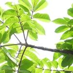 Trattinnickia rhoifolia Leaf