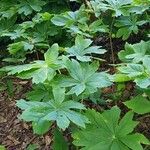 Podophyllum peltatum Buveinė