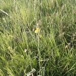 Crotalaria brevidens Hábito