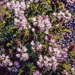 Astragalus alpinus Virág