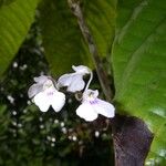 Ionopsis utricularioides Flower