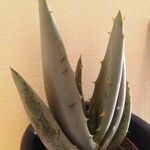 Aloe peglerae Hoja