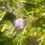 Nemophila phacelioides Цвят