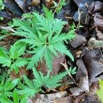 Cardamine concatenata 葉