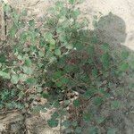 Grewia tenax Leaf
