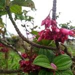 Miconia leblondii Flower