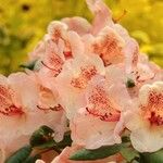 Rhododendron maximum ശീലം