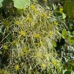 Clematis dioica Frukt