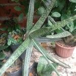 Gasteria carinata Leaf