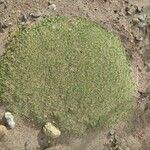 Azorella monantha Habit