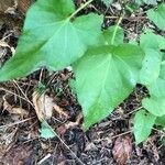 Calystegia sepium葉