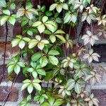 Parthenocissus henryana عادت داشتن